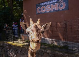 Cosmo, la nueva jirafa del Parque Ecológico Zacango, conquista corazones en su debut oficial