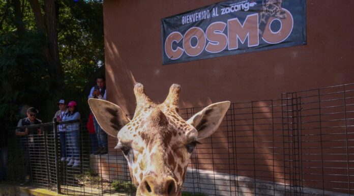 Cosmo, la nueva jirafa del Parque Ecológico Zacango, conquista corazones en su debut oficial