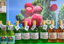 Impulsa GEM cultivo de nopal como emblema de resiliencia y alimento saludable