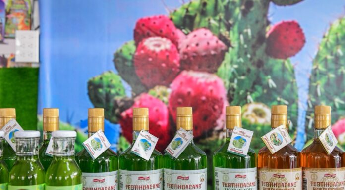 Impulsa GEM cultivo de nopal como emblema de resiliencia y alimento saludable