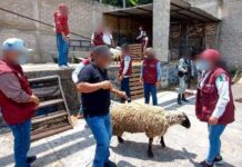 Concluye Edoméx entrega de bienes asegurados durante la Operación “Liberación”