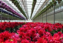 Floricultores de Tenancingo y Villa Guerrero denuncian extorsiones de la Familia Michoacana; piden intervención de autoridades