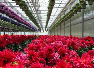 Floricultores de Tenancingo y Villa Guerrero denuncian extorsiones de la Familia Michoacana; piden intervención de autoridades