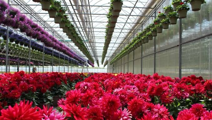 Floricultores de Tenancingo y Villa Guerrero denuncian extorsiones de la Familia Michoacana; piden intervención de autoridades