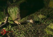 Nacen crías de cacomixtle en Ciudad Universitaria de la UAEMéx, símbolo de conservación en un entorno urbano