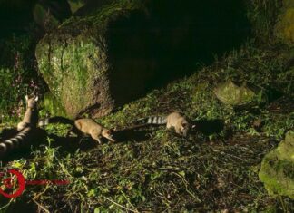 Nacen crías de cacomixtle en Ciudad Universitaria de la UAEMéx, símbolo de conservación en un entorno urbano