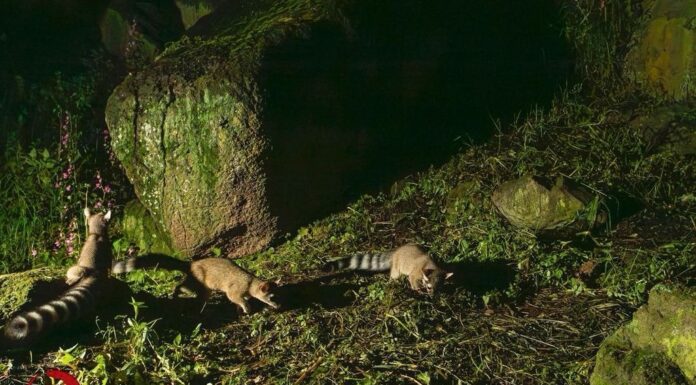 Nacen crías de cacomixtle en Ciudad Universitaria de la UAEMéx, símbolo de conservación en un entorno urbano