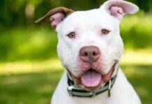 Indignación en Nezahualcóyotl: perrito muere tras explotarle un cohete amarrado al hocico