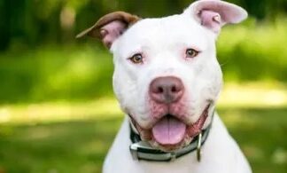 Indignación en Nezahualcóyotl: perrito muere tras explotarle un cohete amarrado al hocico