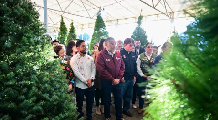Edoméx inaugura la Expo Navidad Forestal 2025 en Metepec: árboles naturales, artesanías y consumo responsable
