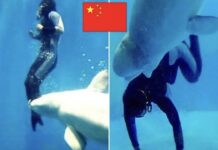 Beluga salva a buceadora durante competencia en aguas heladas en China
