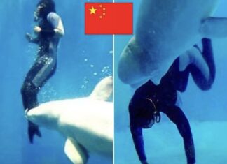 Beluga salva a buceadora durante competencia en aguas heladas en China