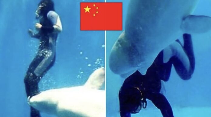 Beluga salva a buceadora durante competencia en aguas heladas en China