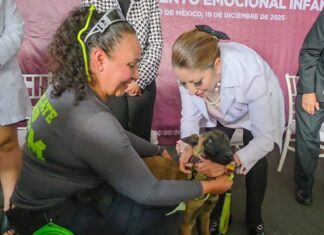 Gobierno de Delfina Gómez impulsa programa de acompañamiento canino para niñas y niños en atención odontológica