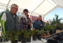 Tlalnepantla sienta bases de una nueva etapa ambiental con acciones históricas de reforestación y educación ecológica