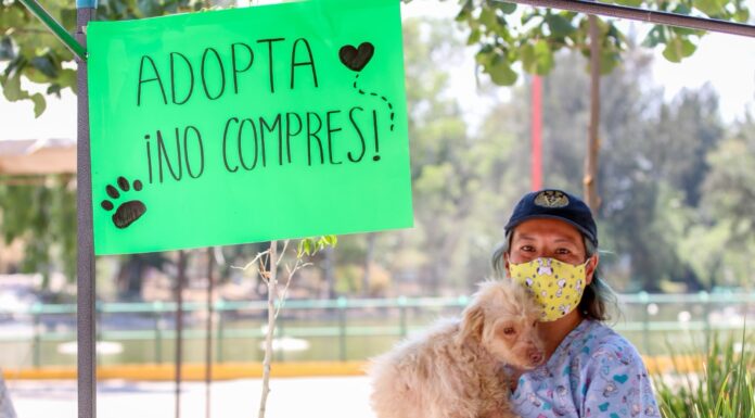 Nezahualcóyotl registra más de mil esterilizaciones y más de cien adopciones de animales durante 2025