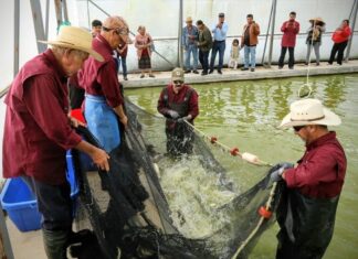 Gobierno del Estado de México produce más de 7 mil 800 toneladas de pescado en 2025