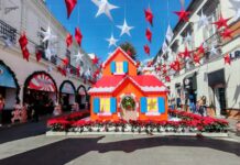 Toluca mantiene la celebración navideña con árbol monumental y pista de hielo gratuita