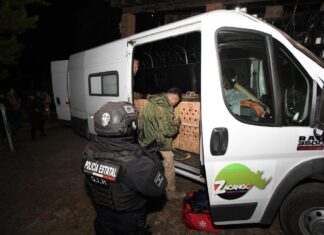 Gobierno del Estado de México traslada a cuatro lobos grises mexicanos a Coahuila como parte de un programa de conservación