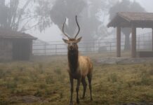 Refuerza Gobierno del Estado de México cuidados a la fauna del Parque Ecológico Zacango ante bajas temperaturas