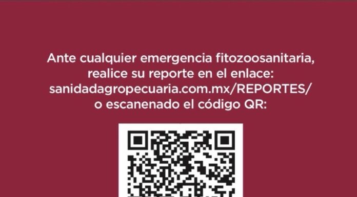 Refuerza Gobierno del Estado de México acciones preventivas contra el gusano barrenador tras caso en Tlatlaya
