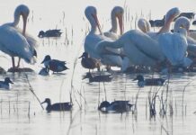 La vida renace en el lago de Texcoco: regresan pelícanos blancos tras más de 15 años de ausencia