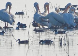 La vida renace en el lago de Texcoco: regresan pelícanos blancos tras más de 15 años de ausencia
