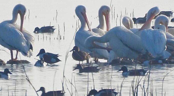 La vida renace en el lago de Texcoco: regresan pelícanos blancos tras más de 15 años de ausencia