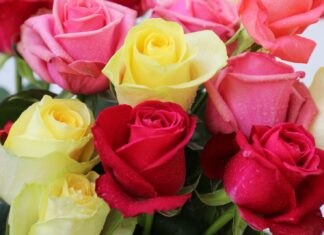 Edoméx lidera producción nacional de rosas previo al Día del Amor y la Amistad