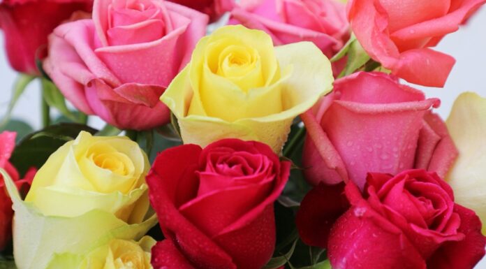 Edoméx lidera producción nacional de rosas previo al Día del Amor y la Amistad