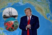 Doble amenaza al océano: reducen protección a la vaquita marina en México y buscan abrir santuario marino en EU