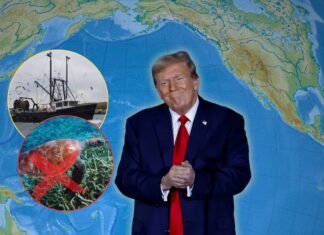 Doble amenaza al océano: reducen protección a la vaquita marina en México y buscan abrir santuario marino en EU