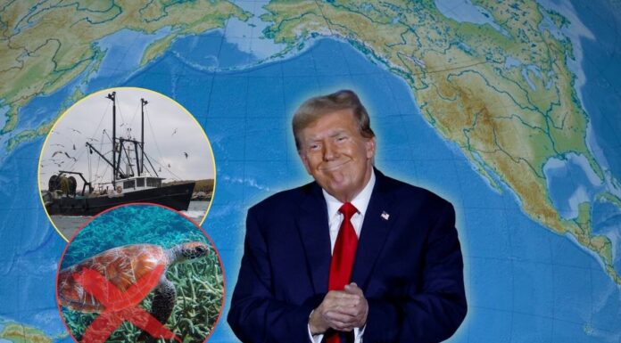 Doble amenaza al océano: reducen protección a la vaquita marina en México y buscan abrir santuario marino en EU