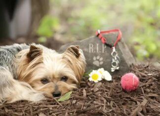 Un amor que ni la muerte separó: el perrito que cambió la ley para despedirse de su dueña