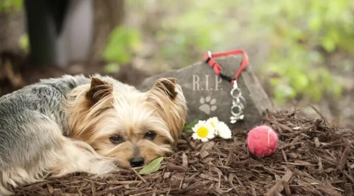 Un amor que ni la muerte separó: el perrito que cambió la ley para despedirse de su dueña