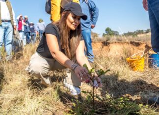 Por amor al medio ambiente, Tianguistenco se suma a jornada de reforestación