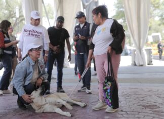 Ecatepec rompe récord con más de mil 200 esterilizaciones durante la Semana de Bienestar Animal