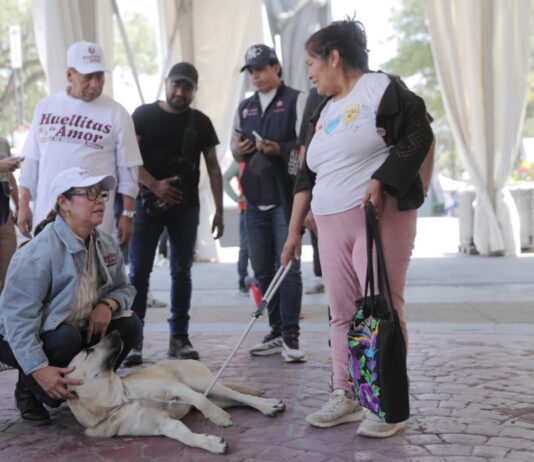 Ecatepec rompe récord con más de mil 200 esterilizaciones durante la Semana de Bienestar Animal
