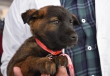 EdoMéx refuerza protección animal con nueva ley y acciones coordinadas