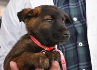 EdoMéx refuerza protección animal con nueva ley y acciones coordinadas