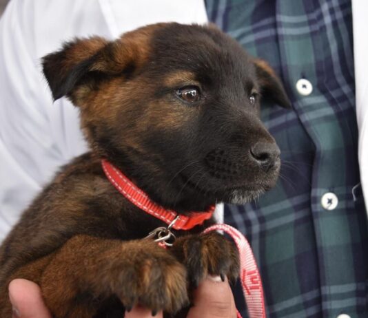 EdoMéx refuerza protección animal con nueva ley y acciones coordinadas