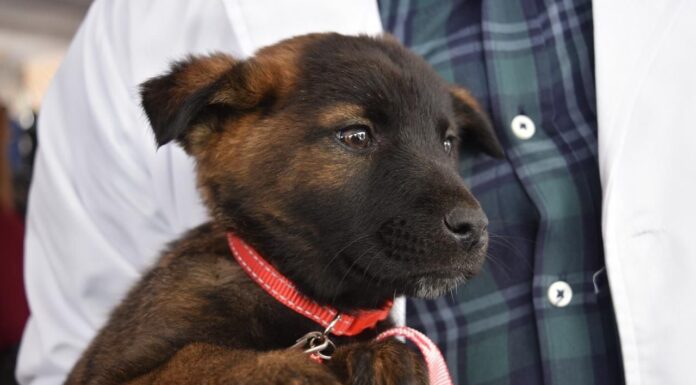 EdoMéx refuerza protección animal con nueva ley y acciones coordinadas