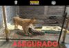 Rescatan autoridades a una leona en Chalco; aseguran inmueble por posible maltrato animal