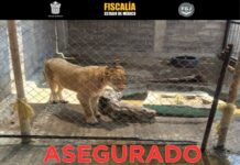Rescatan autoridades a una leona en Chalco; aseguran inmueble por posible maltrato animal
