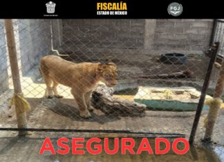 Rescatan autoridades a una leona en Chalco; aseguran inmueble por posible maltrato animal