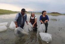 EdoMéx consolida liderazgo nacional en producción de carpa con siembra masiva en Ixtlahuaca