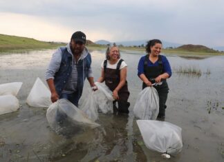 EdoMéx consolida liderazgo nacional en producción de carpa con siembra masiva en Ixtlahuaca