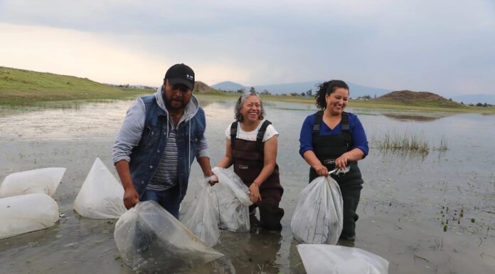 EdoMéx consolida liderazgo nacional en producción de carpa con siembra masiva en Ixtlahuaca