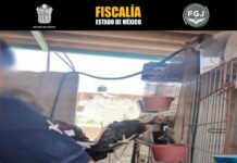 Rescatan 162 aves en Tlalnepantla; investigan presunto maltrato animal