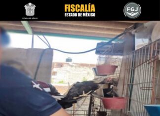 Rescatan 162 aves en Tlalnepantla; investigan presunto maltrato animal